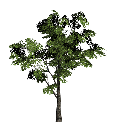 Tree_Type_2.png