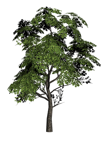 Tree_Type_3.png