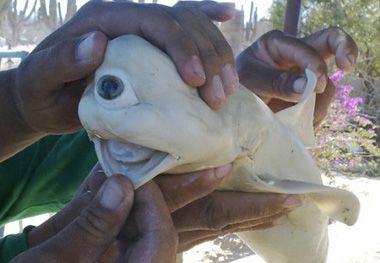 cyclops_sharkc_zps2ddac929.jpg