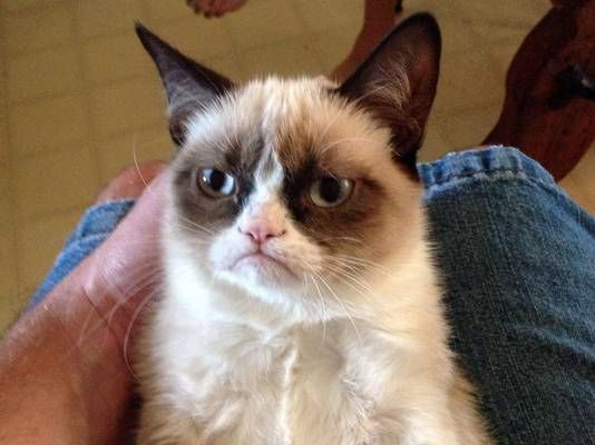 gan-grumpy-cat-112612-1-4_3_r536_c5_zpsa5cda9a8.jpg