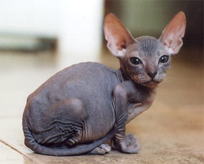 hairlesscat_zpsb07e2955.jpg