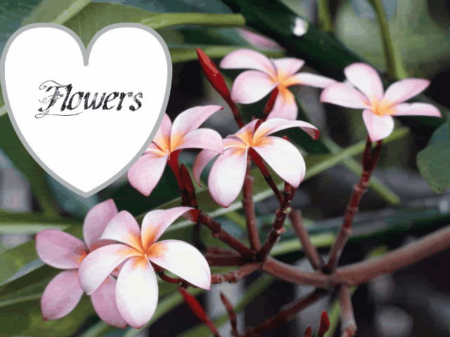 Glitter Flowers Pictures, Images and Photos
