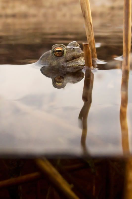 Fotografie