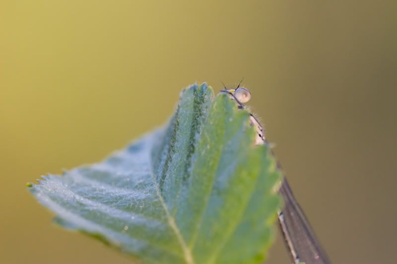 Fotografie