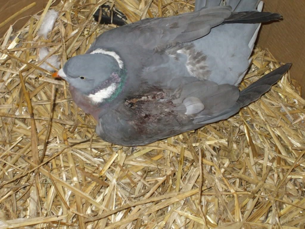 Halp! Found a WILD pigeon with a broken wing... PigeonTalk