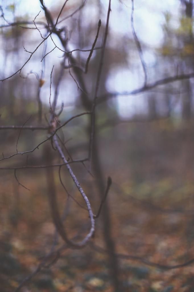  photo woods-9268.jpg