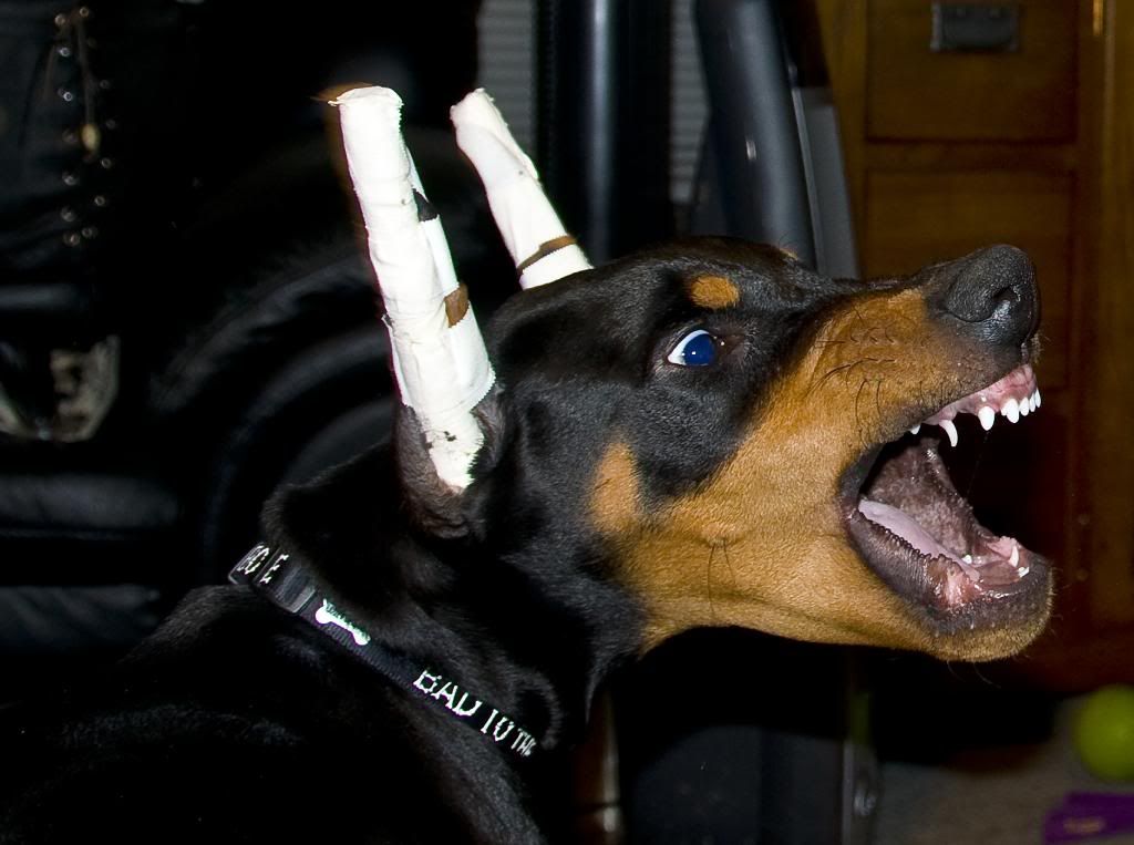 more khaos and thor pictures doberman forum doberman more khaos and thor pictures doberman forum doberman