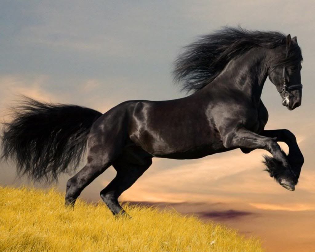arab_horse.jpg