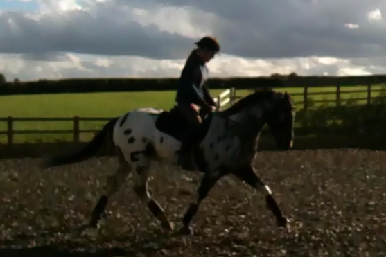 Spotty Botty - Spotty Botty Spotty Botty - Spotty Botty