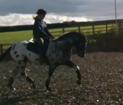 Spotty Botty - Spotty Botty Spotty Botty - Spotty Botty