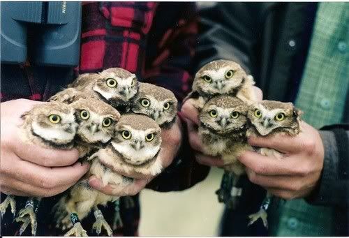 bunches of owls photo 1278023_7foYL7Oz_c.jpg