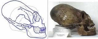 Incan Skull