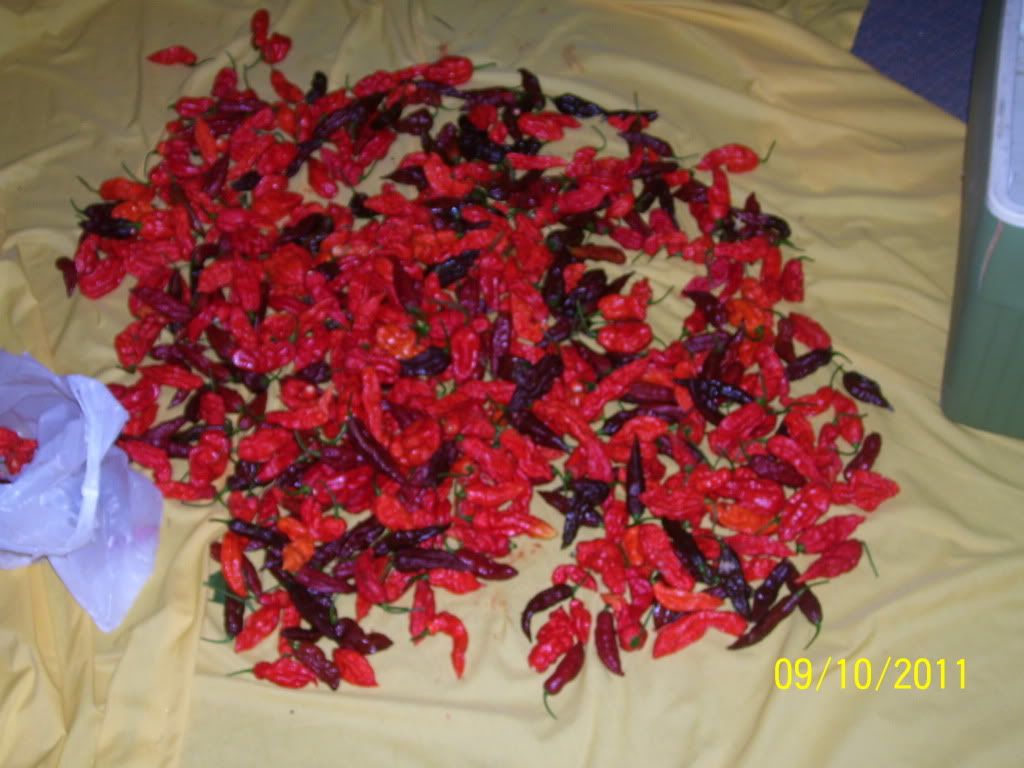 Posted Image